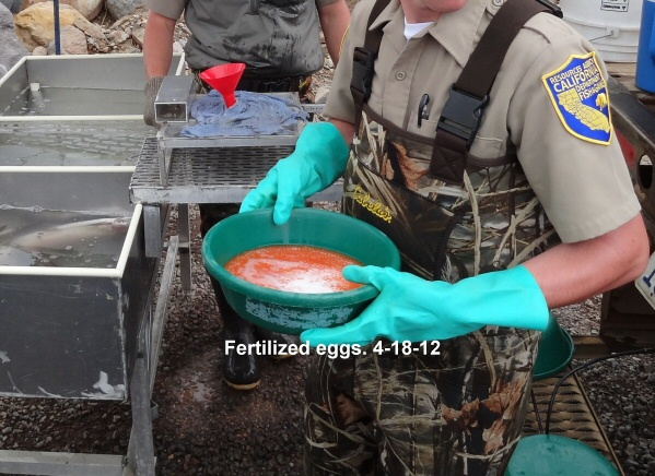 Fertile-eggs-for-planting-2013-season