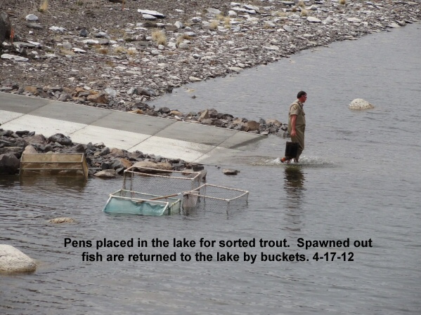 Pens-placed-in-the-lake-for-the-captured-and-sorted-trout-4-17-12