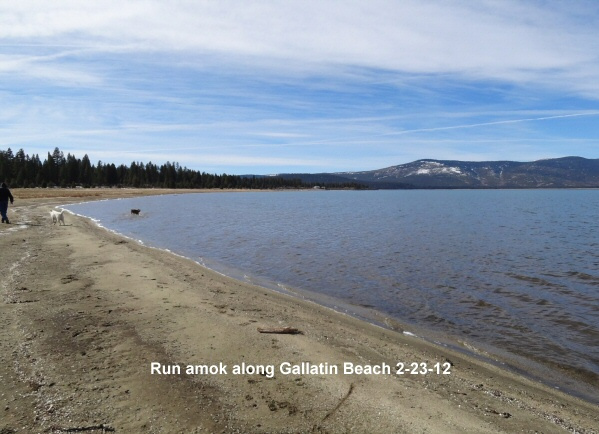 Run-amok-along-Gallatin-Beach-2-23-12