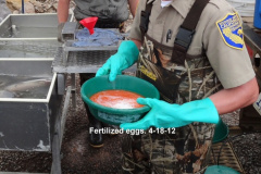 Fertile-eggs-for-planting-2013-season