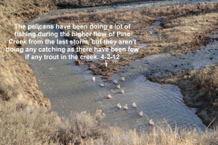 Lots-of-fishing-but-little-catching-for-the-pelicans-on-Pine-Creek-4-2-12
