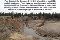 Pine-Creek-at-the-Slough-4-9-12