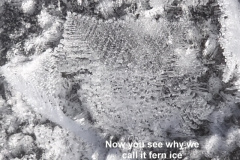 Fern-ice-covers-the-ice-sheet-on-Eagle-Lake-1-6-13