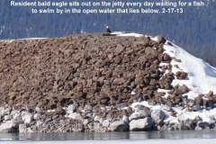 Resident-bald-eagle-hunting-at-the-jetty-2-17-13