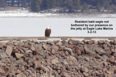 Resident-bald-eagle-not-bothered-on-the-jetty-3-2-13
