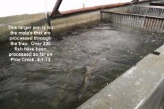 Fish-trap-for-males-at-Pine-Creek-trap-4-1-13