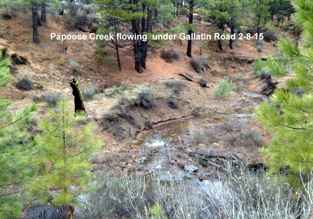 Papoose-Creek-flowing-under-Gallatin-Rd-2-8-15