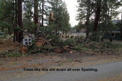Trees-down-all-over-Spalding-and-the-lake-2-11-15