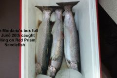 John-Montana_s-box-full-of-trout-6-20-15