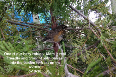 Baby-robins-visisting-the-garden-5-19-16