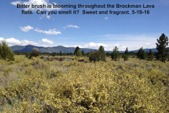 Brockman-Flats-lava-beds-in-full-bloom-5-19-16