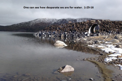 Desparate-for-water-at-Eagle-Lake-Lassen-County-1-25-16