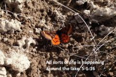 Life-abounds-in-spring-5-1-16