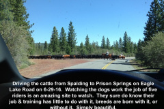 Moving-cattle-to-Prison-Springs-6-29-16
