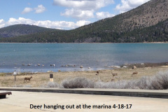 Deer-hanging-out-at-the-marina-4-18-17
