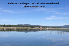 Pelicans-standing-on-the-rocks-5-23-17