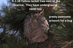 1_9-1-18-yellow-jacket-tree-nest