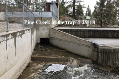 4-29-18 Pine Creek at the trap