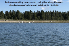 5-18-18 Pelicans roosting on exposed rock piles
