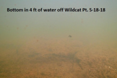 5-18-18 bottom in 4 ft of water off Wildcat Pt
