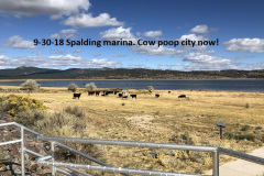 9-30-18 Spalding marina is now cow poop city