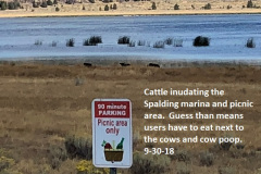 9-30-18 yummy cows pooping at the picnic area Spalding