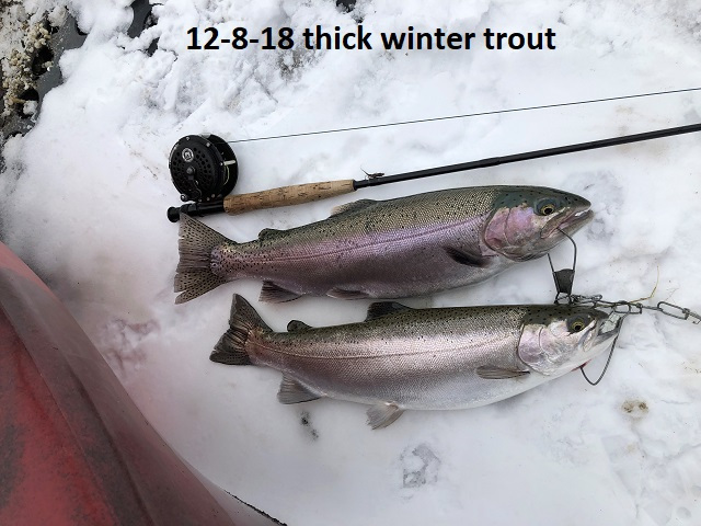 12-8-18-thick-winter-trout-on-a-fly