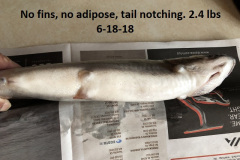 6-18-18-no-fins-no-adipose-and-double-tail-notch