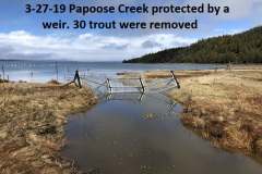3-27-19-Papoose-Creek-protected-by-a-weir