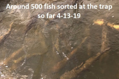4-13-19-Around-500-trout-sorted-at-the-trap-so-far
