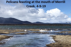 4-9-19-Pelicans-feasting-at-the-mouth-of-Merrill-Creek