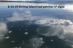 6-13-19-Shrimp-Island-had-patches