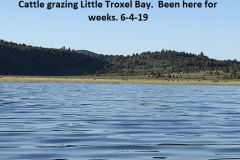 6-4-19-Cattle-grazing-in-Little-Troxel-Bay