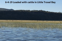 6-4-19-Loaded-with-cattle-in-LIttle-Troxel-Bay