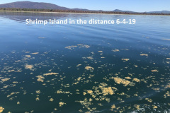 6-4-19-Shrimp-Island-south-basin