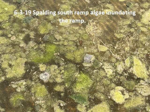 6-3-19-Spalding-south-ramp-algae