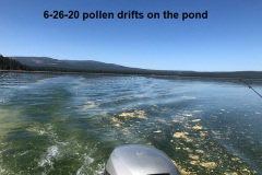 6-26-20-pollen-drifts