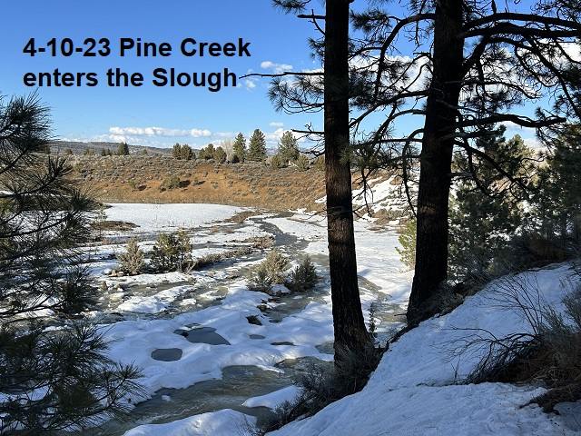 4-10-23-Pine-Creek-enters-the-Slough