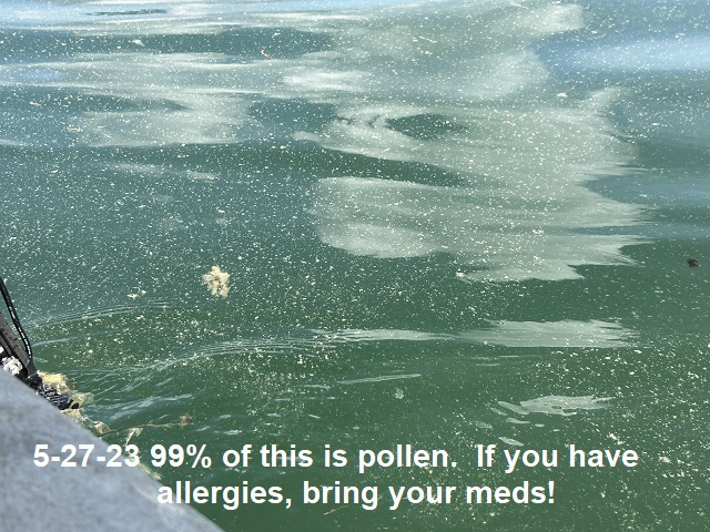 5-27-23-pollen-on-the-lake