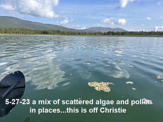 5-27-23-scattered-mix-of-algae-and-pollen-off-Christie