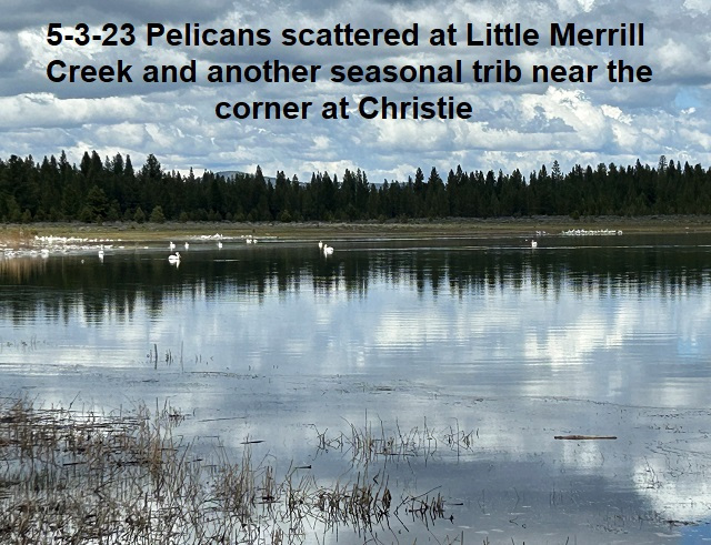 5-3-23-Pelicans-Scattered-at-Little-Merrill