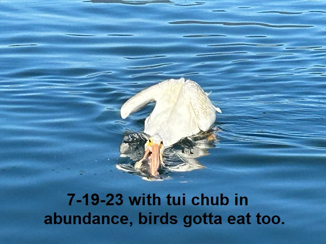 7-19-23-birds-gotta-eat-too