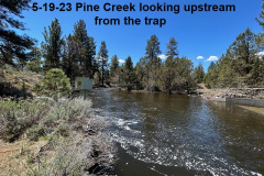 5-19-23-Pine-Creek-looking-upstream-from-the-trap
