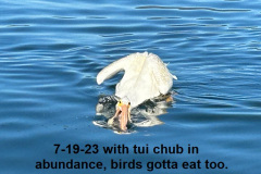 7-19-23-birds-gotta-eat-too