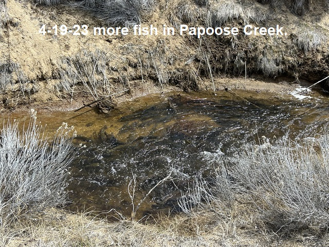 4-19-23-Fish-in-Papoose-Creek^