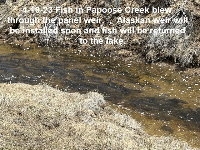 4-19-23-Fish-in-Papoose-Creek