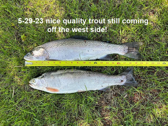 5-29-23-nice-quality-trout-