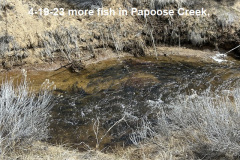 4-19-23-Fish-in-Papoose-Creek^